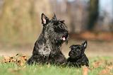 SCOTTISH TERRIER 035